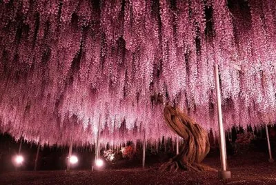 arbol de Glisinas.