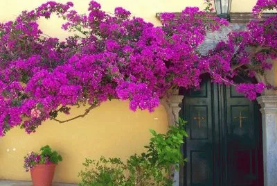 PUERTA CON FLORES Y PLANTAS.