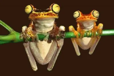 frog 1