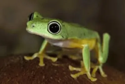 frog 2