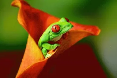 frog 3