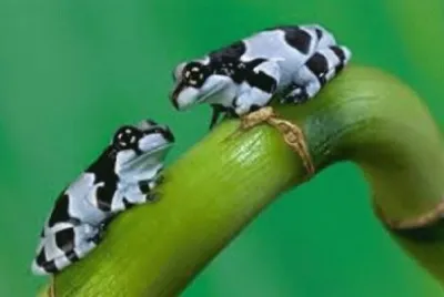 frog 4
