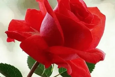 - rosa vermelha!
