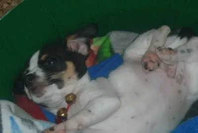 mi mascota jigsaw puzzle