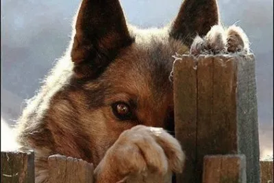 - cÃ£o!