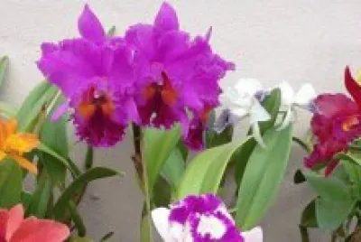 orquideas jigsaw puzzle