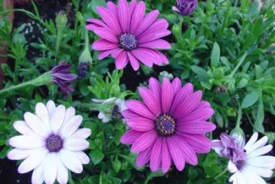 fleurs