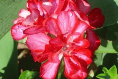geranium lierre