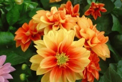 dahlias jigsaw puzzle