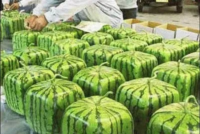 sandias cuadradas