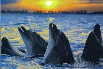 Dofins
