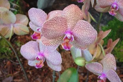 fleur