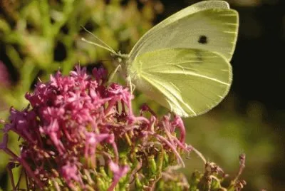 papillon