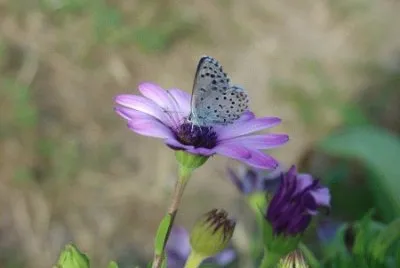 papillon