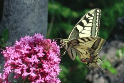 papillon