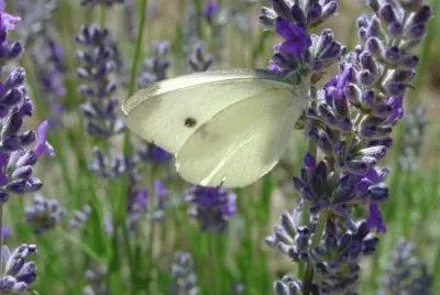 papillon