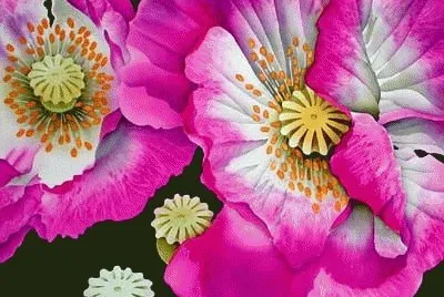 Poppies jigsaw puzzle