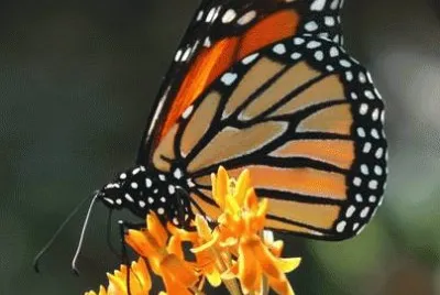 mariposa