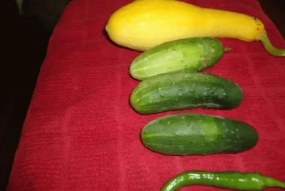 Garden vegetables