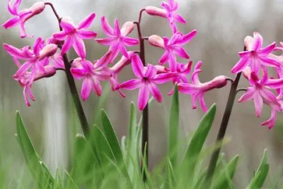 jacinthe