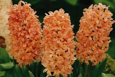 jacinthes jigsaw puzzle