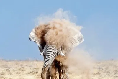 elefante, 4 metros de altura, mais 4 t. de peso