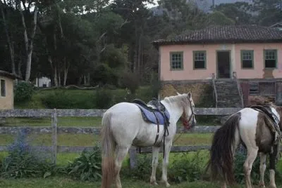 cavalos