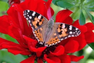 borboleta