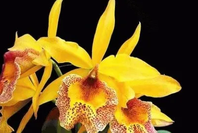 orquidea