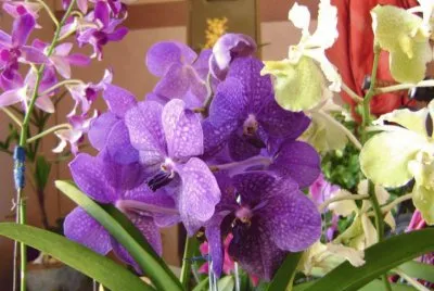 orquideas