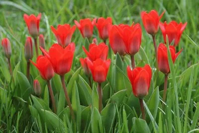 tulipes