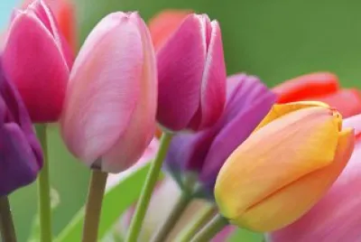 tulipes