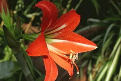CeilÃ 