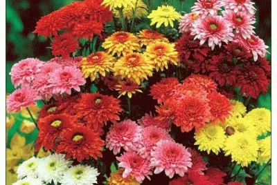 fleurs