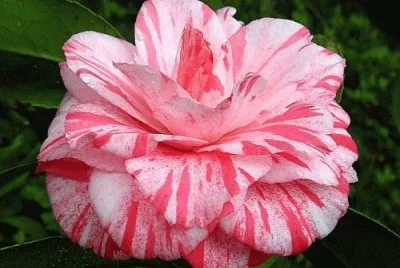 fleur