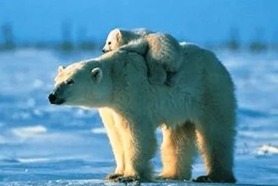 פאזל של mom #158