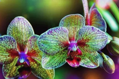 Fractal Orchids jigsaw puzzle