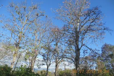 CÃ¡mbulos y Gualandayes en ArbelÃ¡ez