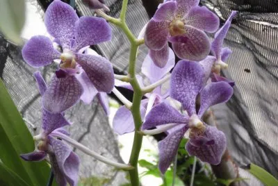 orquidea