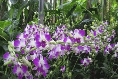 orquidea