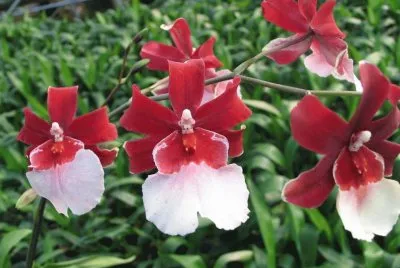 orquidea