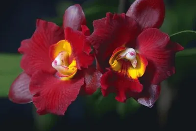 orquidea