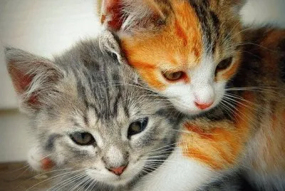 chatons