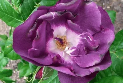 Rhapsody-Blue-Rose jigsaw puzzle