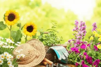 Flors