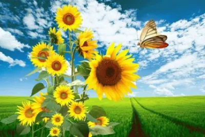 girasoles