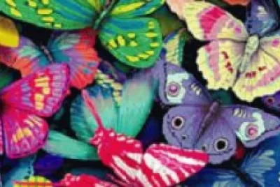 butterflies