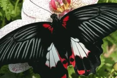 papillon
