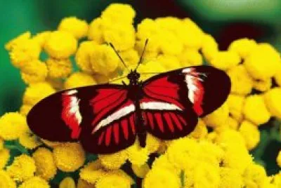 papillon