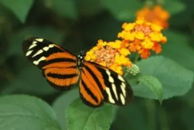 papillon